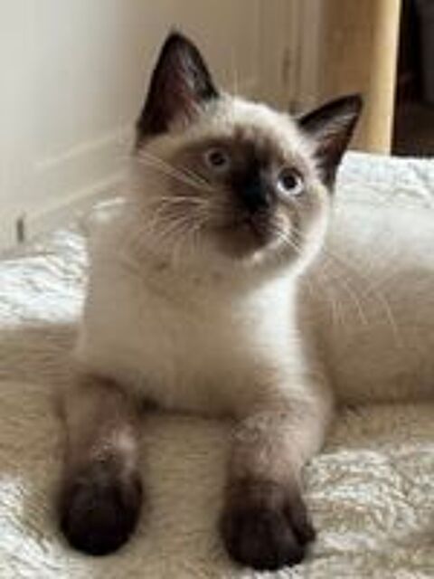   Chaton Scottish straight /British Shorthair  