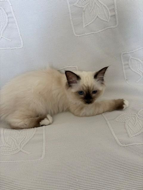 Les chatons Sacr&eacute; de Birmanie 900 75015 Paris