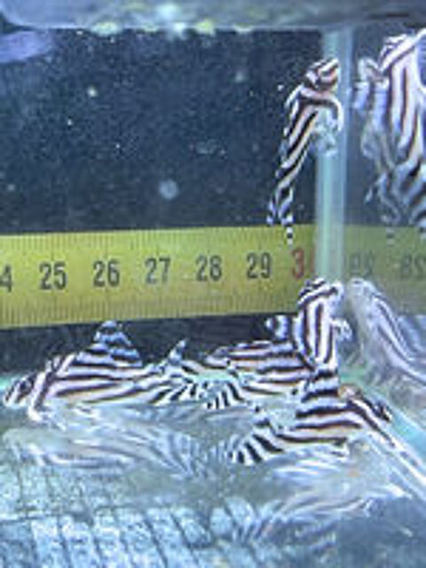  hypancistrus zebra 3cm ou 4cm 