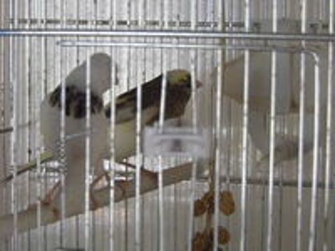   canari timbrado 