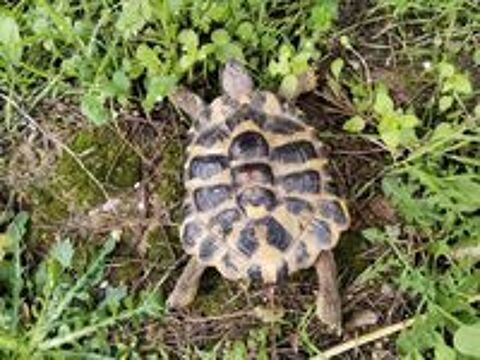   Tortue  