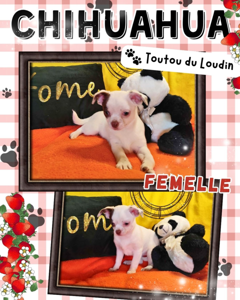 Chiot chihuahua femelle poils courts 600 18140 Pr�cy