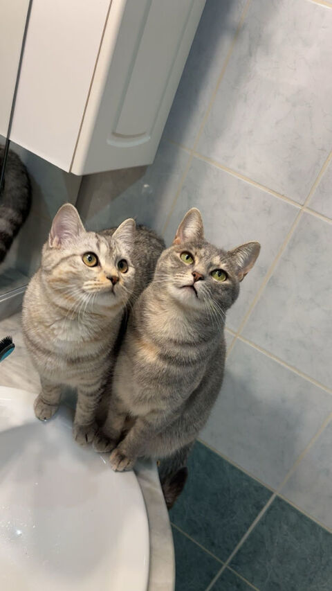 adoption duo chats 350 78470 Saint-r�my-l�s-chevreuse