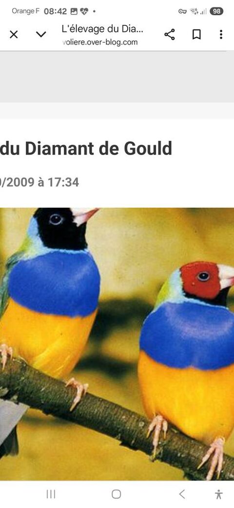 
Male diamant de gould 0 33240 Saint-andr-de-cubzac