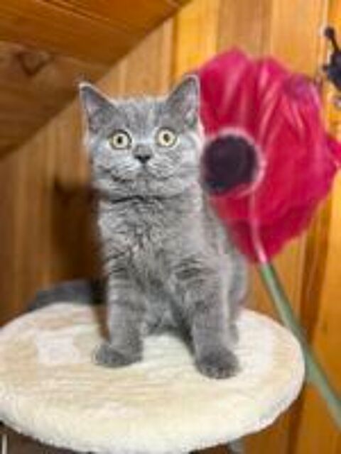   Scottish fold et British 
