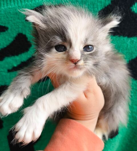 Chatons Maine Coon's LOOF 1200 76450 Bertreville
