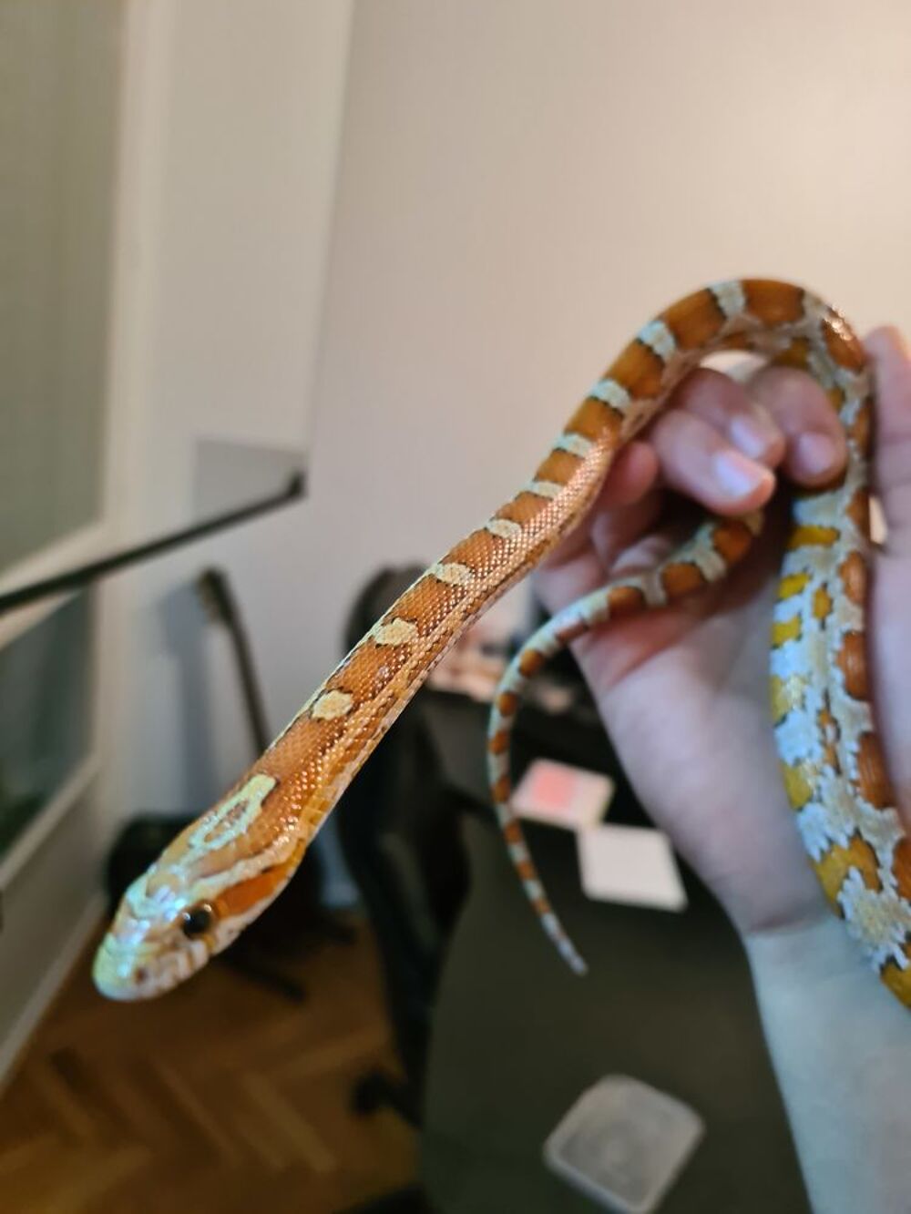   Couple reproducteur serpents des bl� sans terrarium  