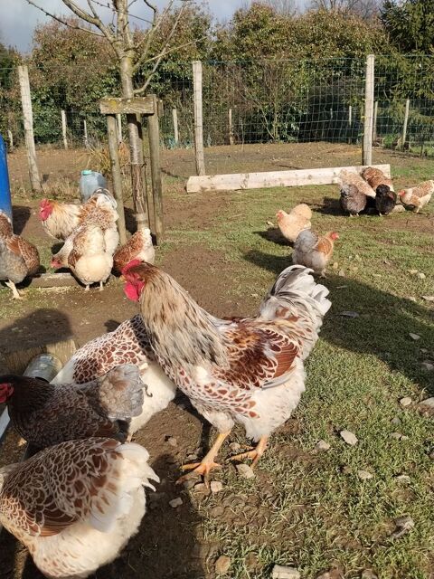 Coq wyandotte grande race dor&eacute; liser&eacute; splash 20 87800 Janailhac