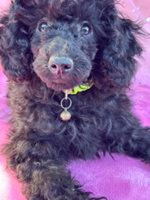   Bella - caniche naine noire LOF 