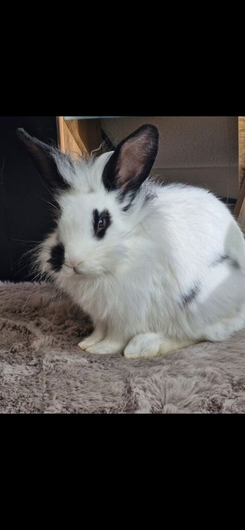 +d'un+b&eacute;b&eacute;+lapin 40 77130 Montereau-fault-yonne