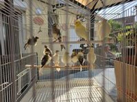   canari 