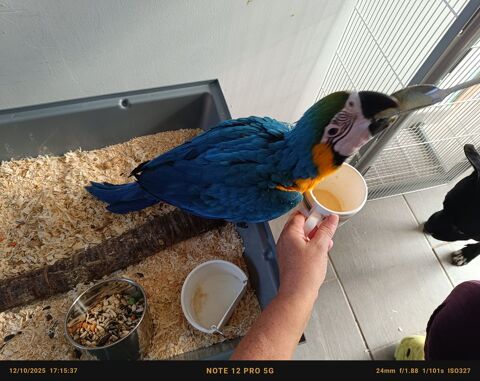 ara bleu eam 1800 89300 Joigny