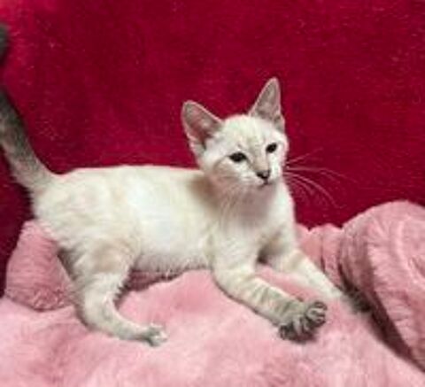   Melchior un petit bout tout chou  