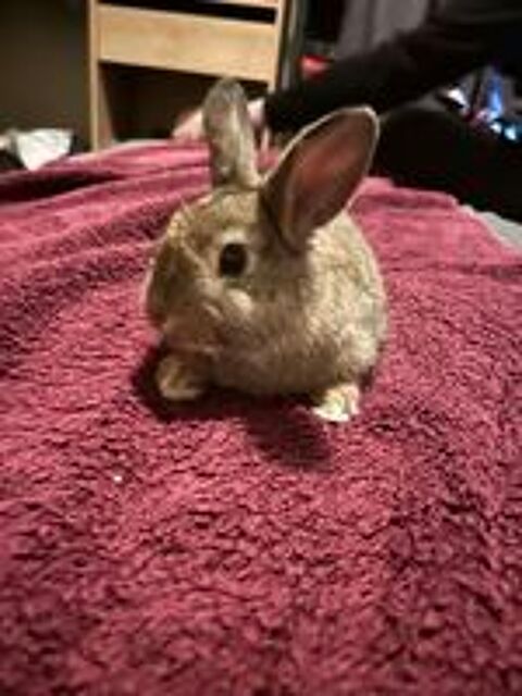   lapin nain 