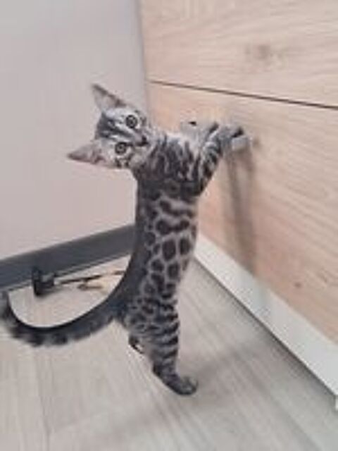  Chatons Bengal LOOF  
