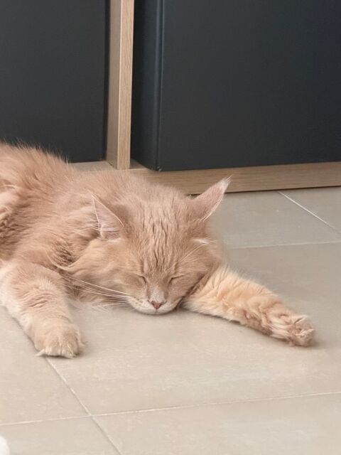 Maine Coon 500 13127 Vitrolles