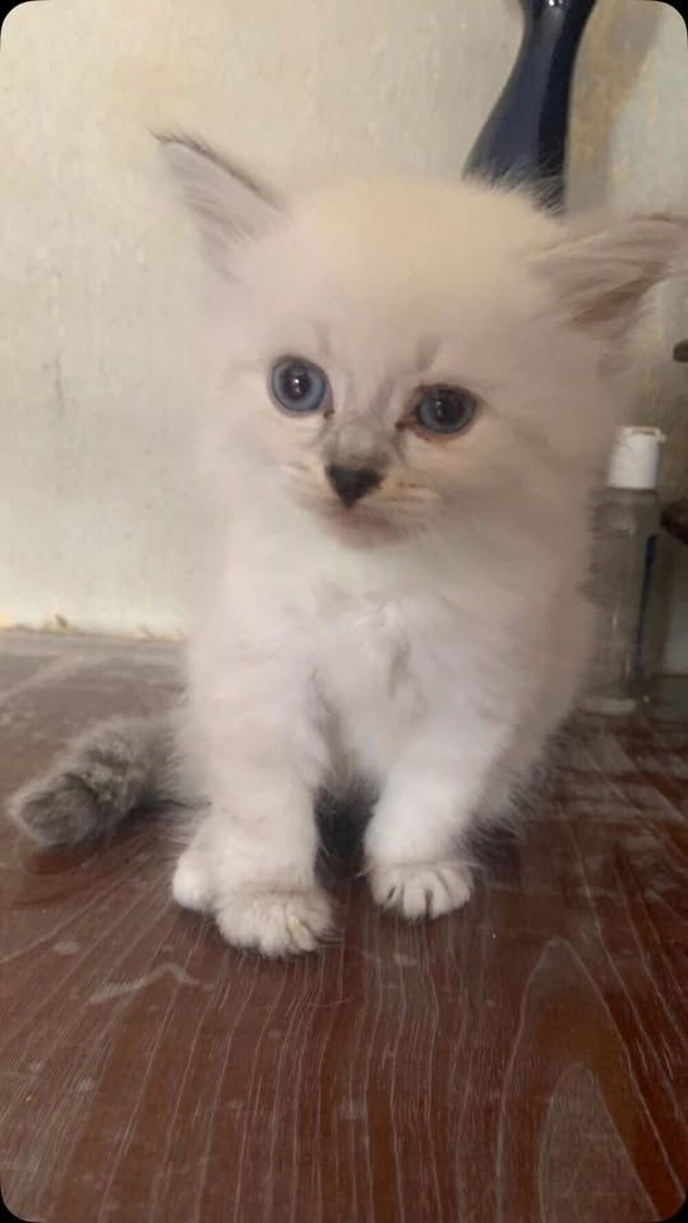   à réserver chatons sibériens loof 