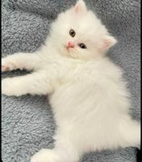   Magnifique, Chaton blanc disponible 