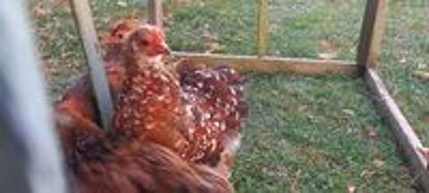   Divers races de poules et coqs d'ornements 