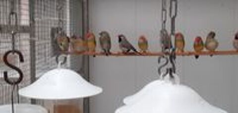   oiseaux exotique de voliere 