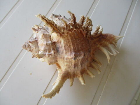 Coquillage 15 Castres (81)