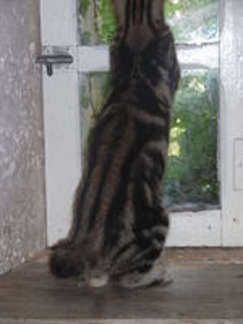   Petite chatonne européenne tabbie blotched sevrée. 