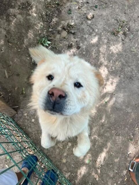 Chien BALU à l adoption 210 38150 Ville-sous-anjou