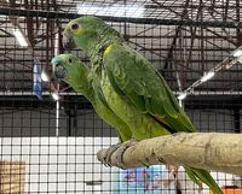  Jeunes Amazones Front Bleu (amazona aestiva) 