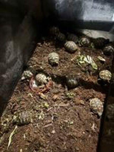   Enclos à tortue  