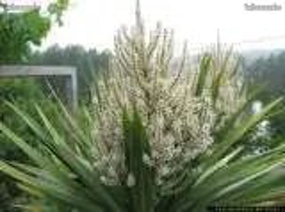 Arbuste cordyline Jardin