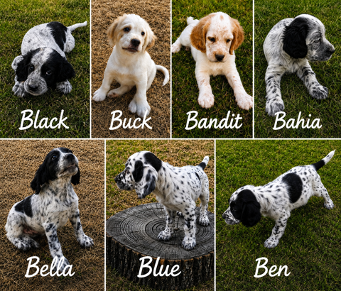 Chiots Setter Anglais 700 12100 Millau