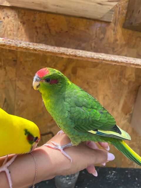 Kakariki eam femelle 40 06550 La roquette-sur-siagne