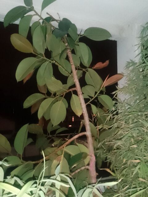 Plantes d'intrieur 0 Toulouse (31)