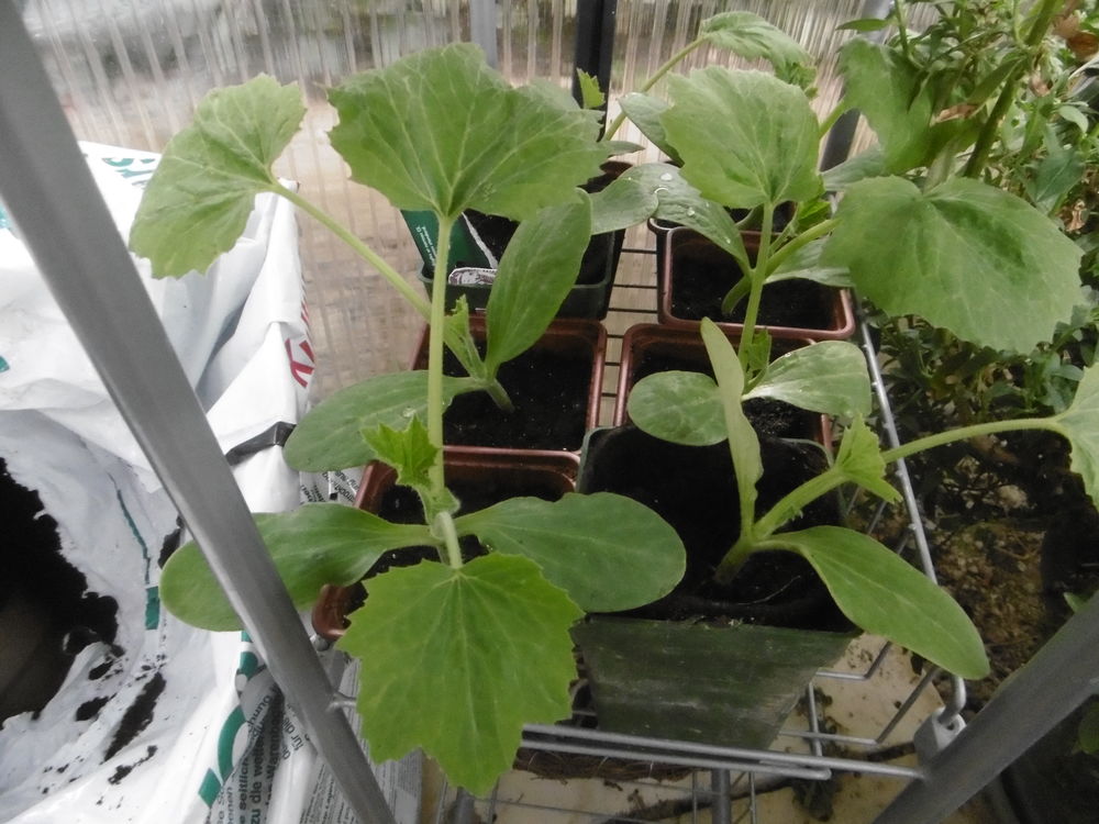 plans de courgette longues et rondes Jardin