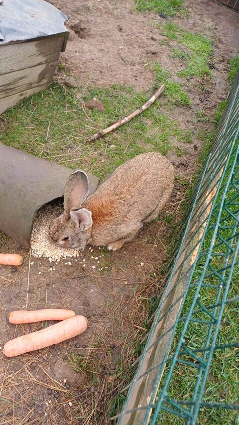 Lapin m&acirc;le. 1 ans pour reproduction. 
40 14240 Cahagnes