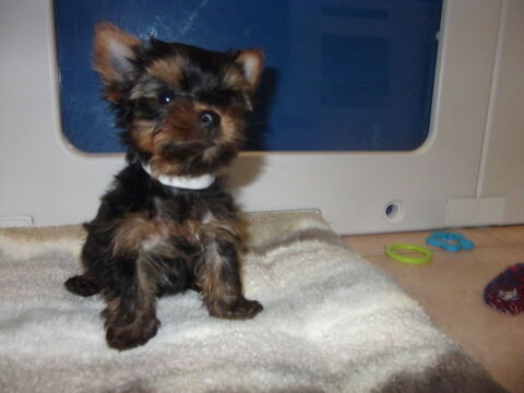 TRES BEAUX CHIOTS YORKSHIRE TERRIER (DE PETIT GABARIT) 1250 30000 Nîmes