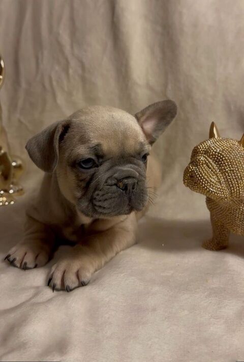 Disponible chiots Bouledogue fran&ccedil;ais 1500 91100 Corbeil-essonnes
