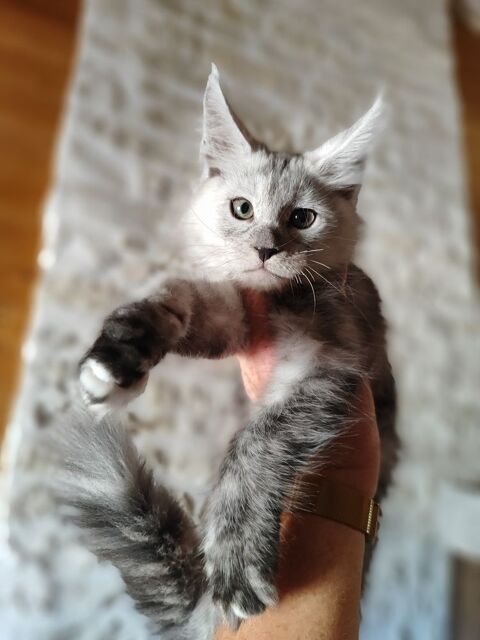 2 chatons maine coon LOOF 1150 17220 Saint-médard-d'aunis
