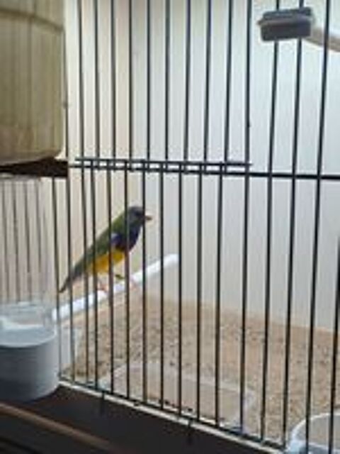   Diamant gould  