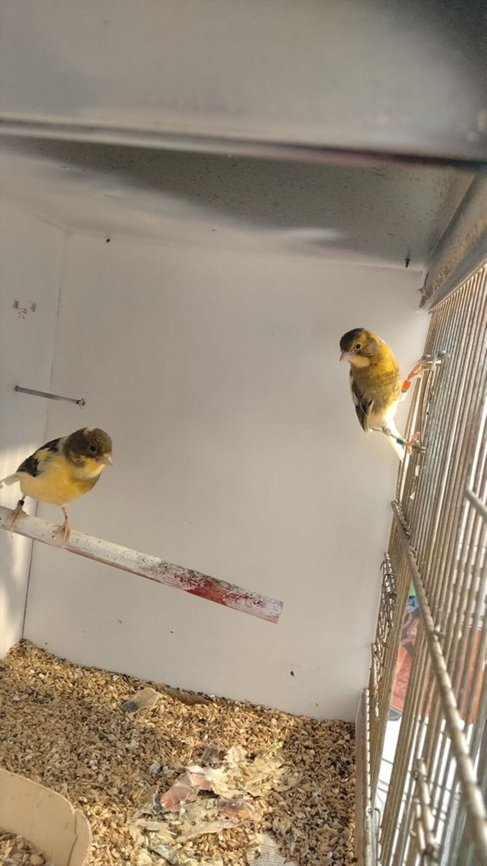   Couple de canaris 