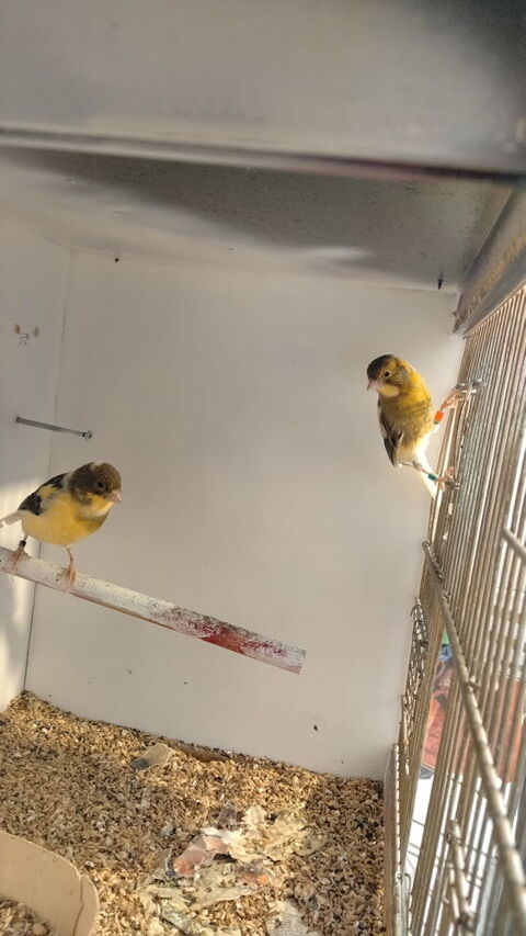 Couple de canaris 20 44521 Oudon