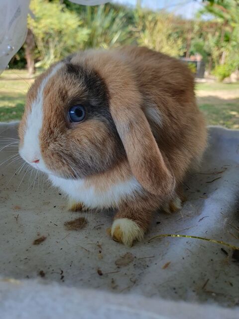 Lapins minilops 50 64140 Billère