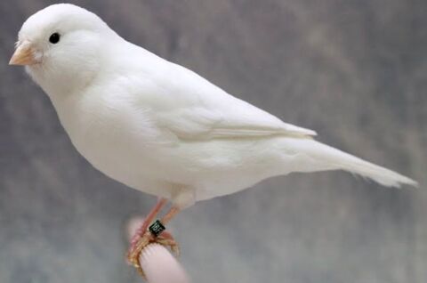 canari blanc r�cessif 30 Annecy (74)