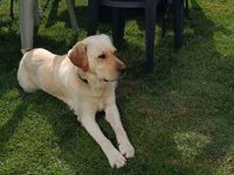   Enjoy, croisé labrador, mâle de 3 ans  