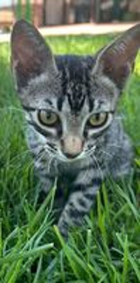   PICARO 