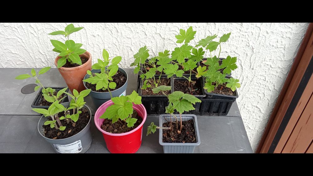 LOT DE PLANTES Jardin