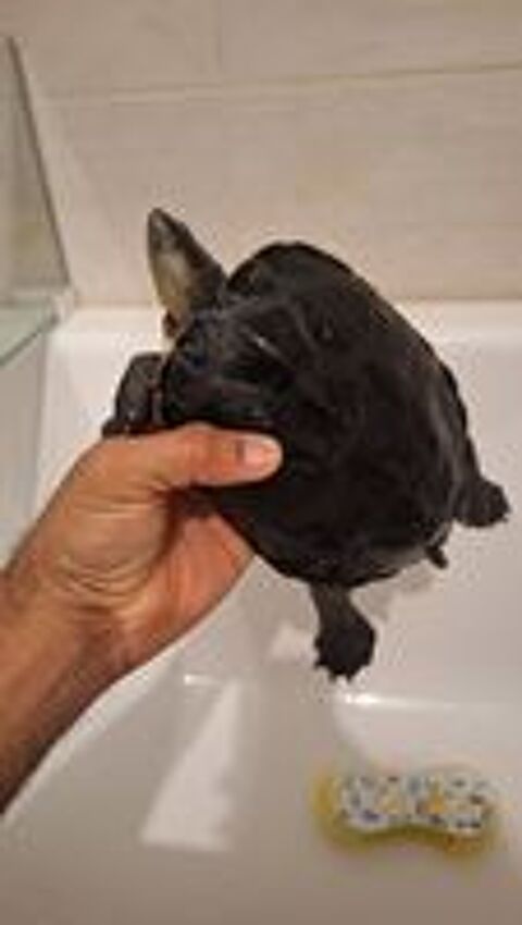  Tortues d'eau douce 