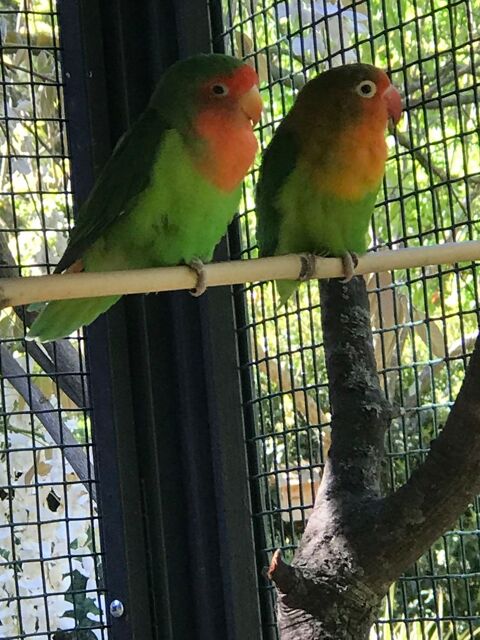Couples d'Inséparables à Venelles 60 13100 Aix-en-provence