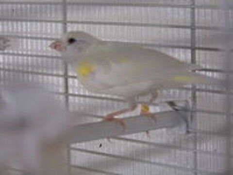   canari timbrado espagnol 