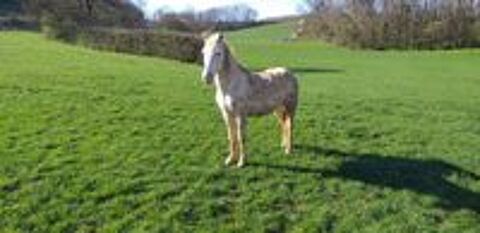   cheval entier arabe barbe 